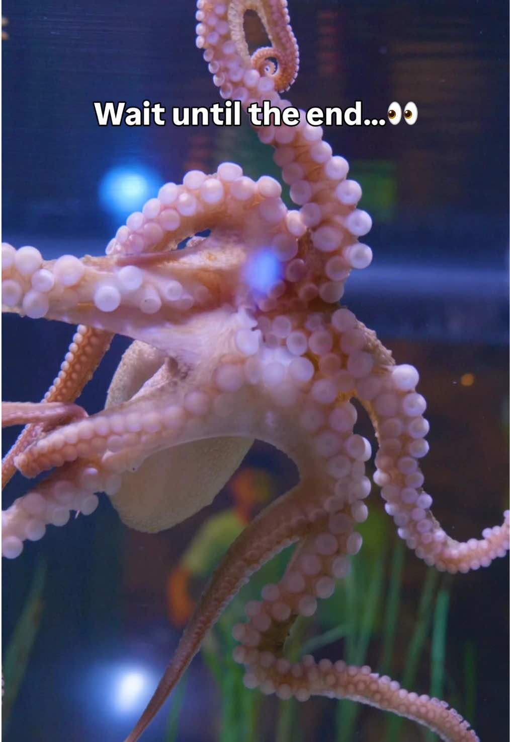 @Aquarium of the Bay