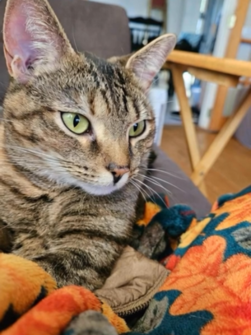 @One Love Animal Rescue Group