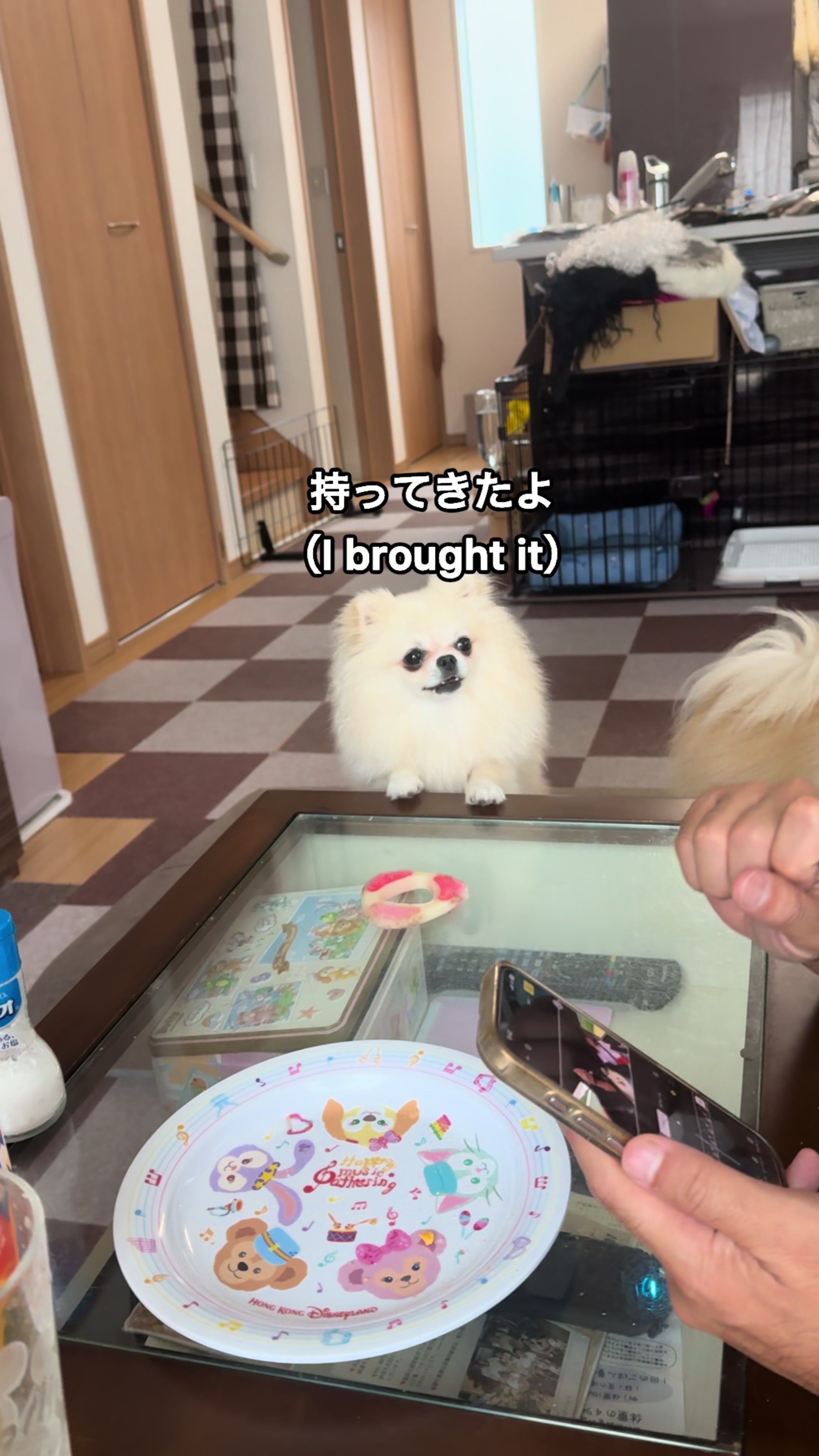 @なべちゃんチ🚐🐶🍊