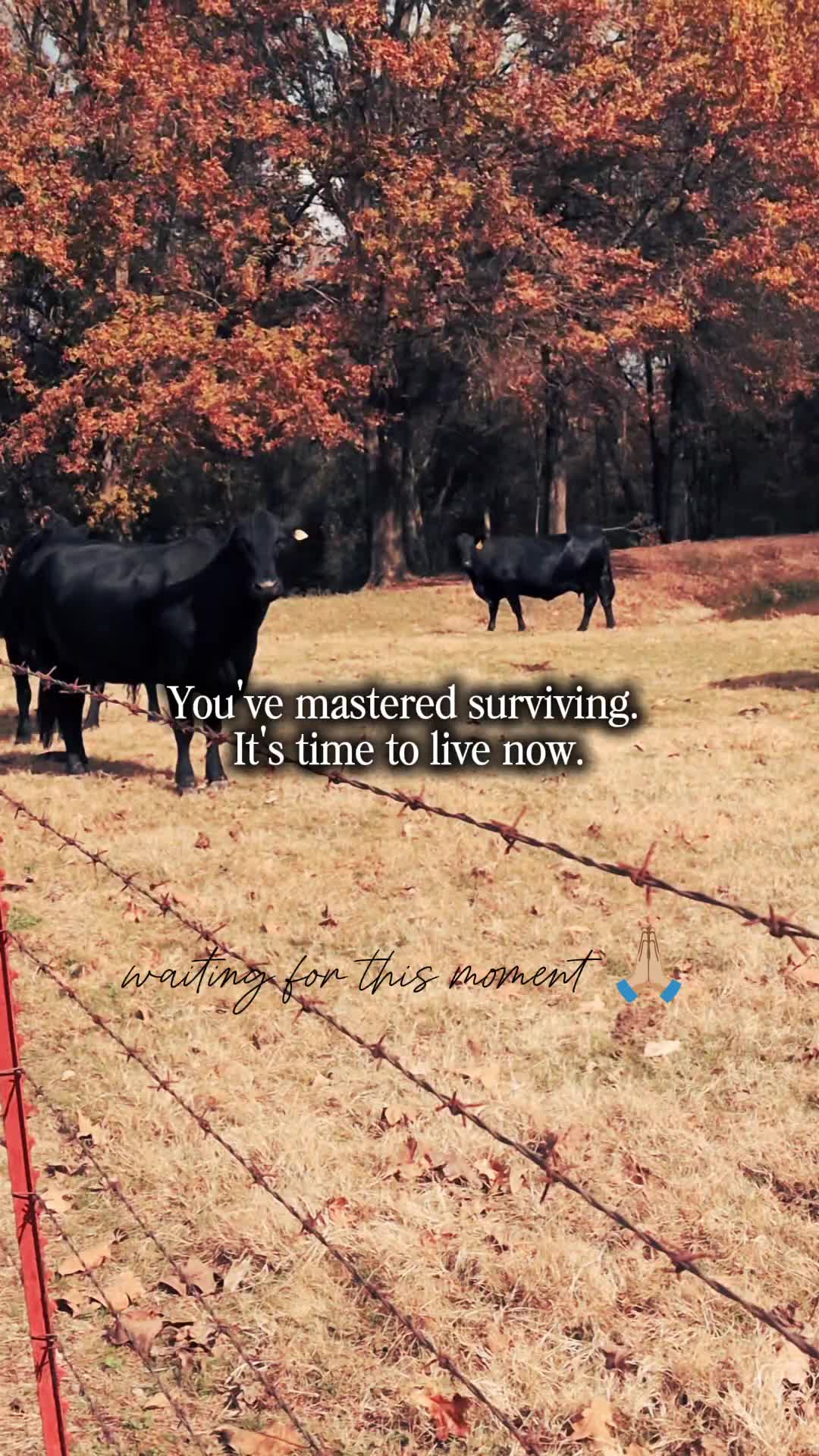 @~𝒦𝒶𝓉 ~