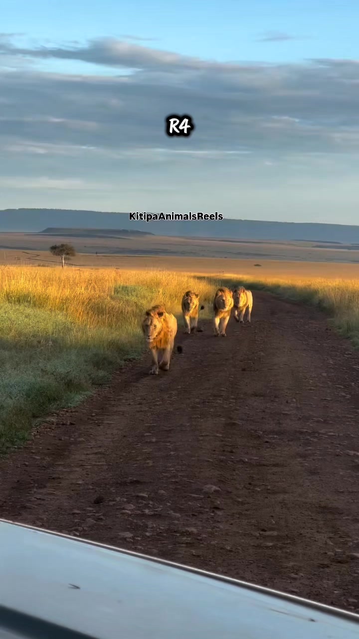 @Leonie 🦁 (Orpadan's version)