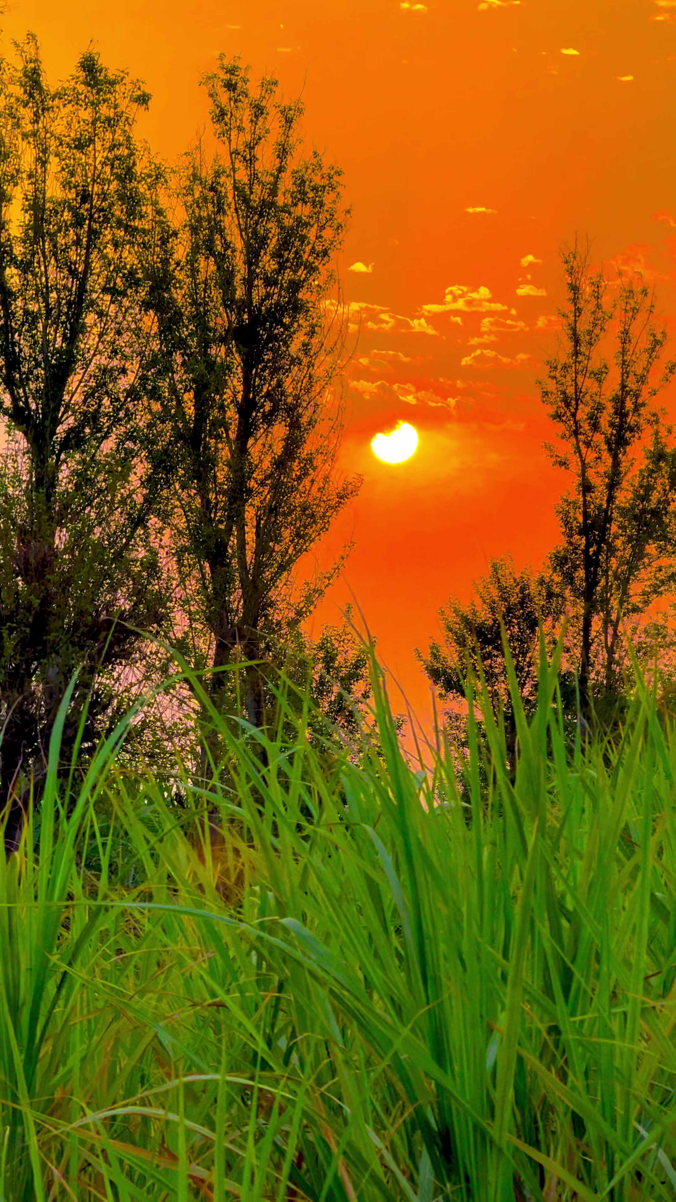 @🌾میں۔ میرا۔ پنڈ🎋