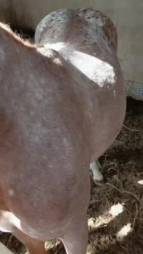 @haras amorim