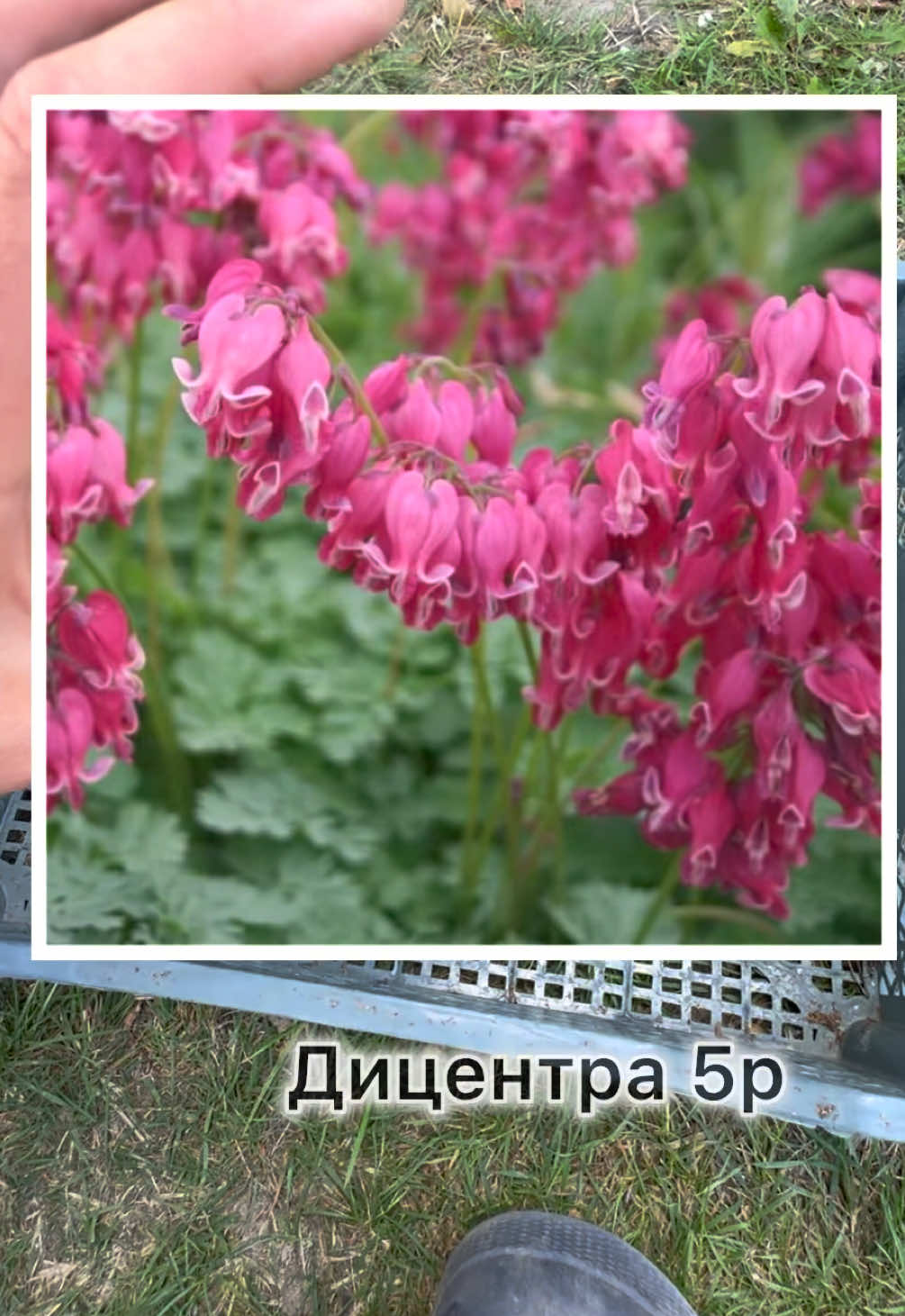 @Kirill Kvetka
