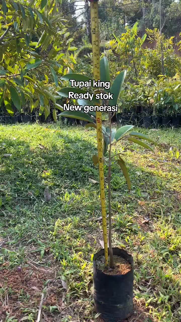 @𝑮𝑶𝑵 𝑫𝑼𝑹𝑰𝑨𝑵 𝑭𝑨𝑹𝑴