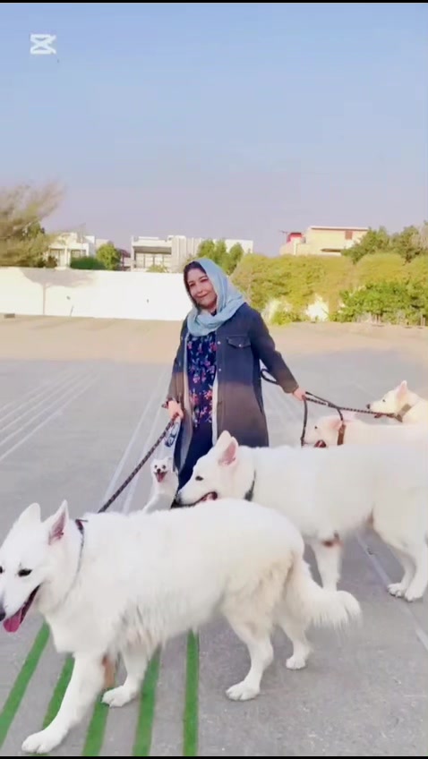 @Khadija zaidi swiss shepherds