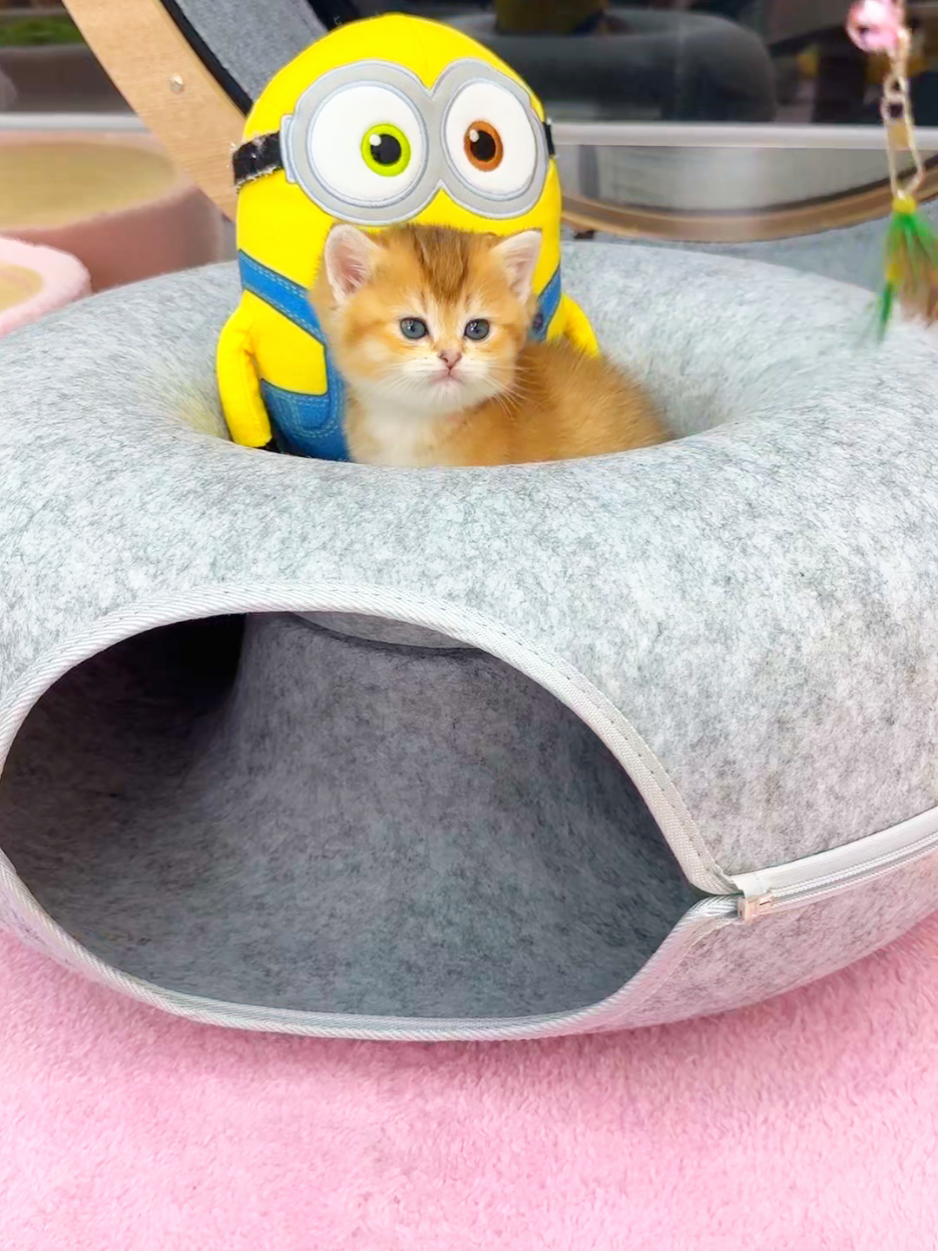 @핑발바닥은 못참는다냥🐱