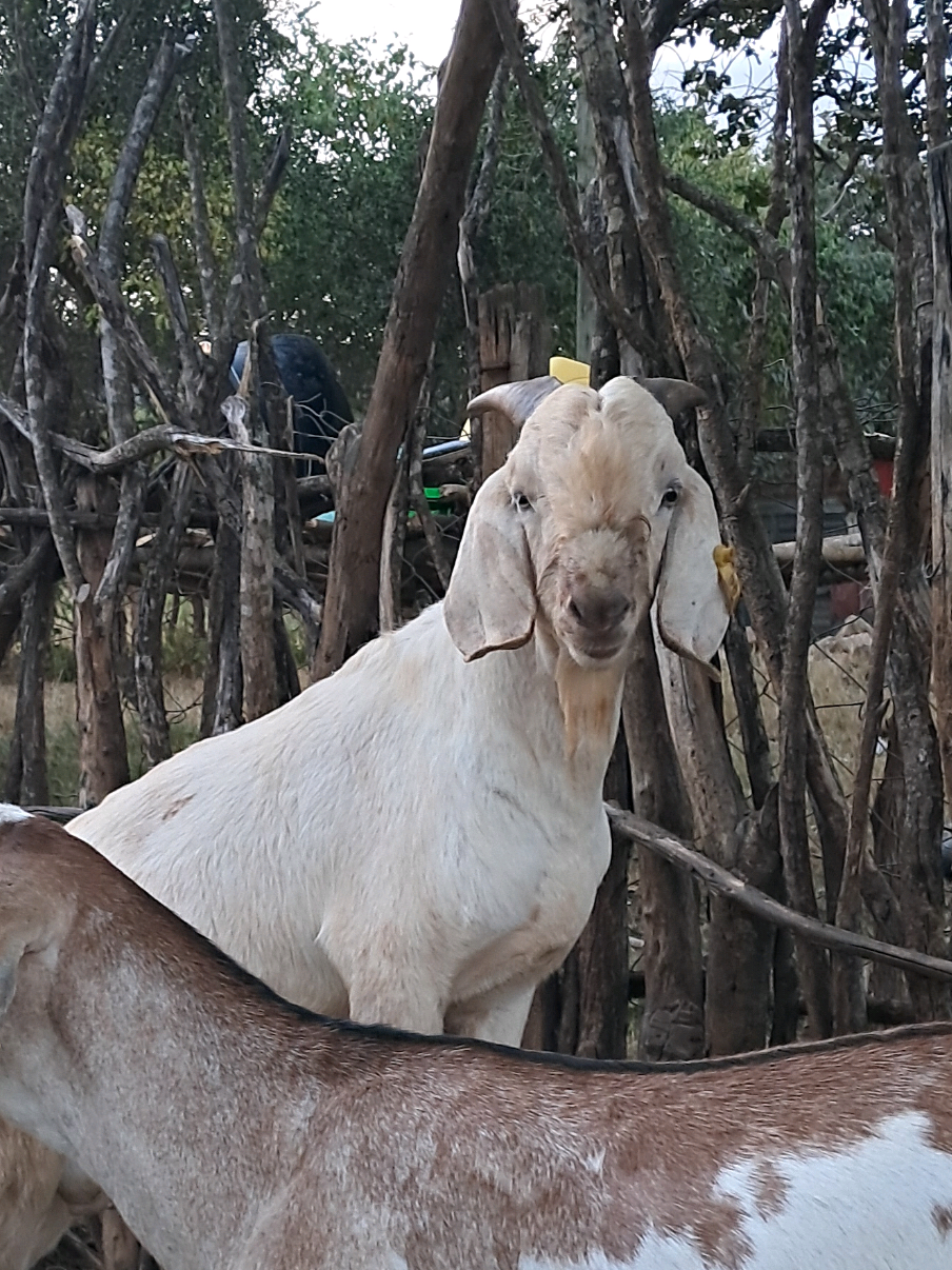 @DorperfarmsKE