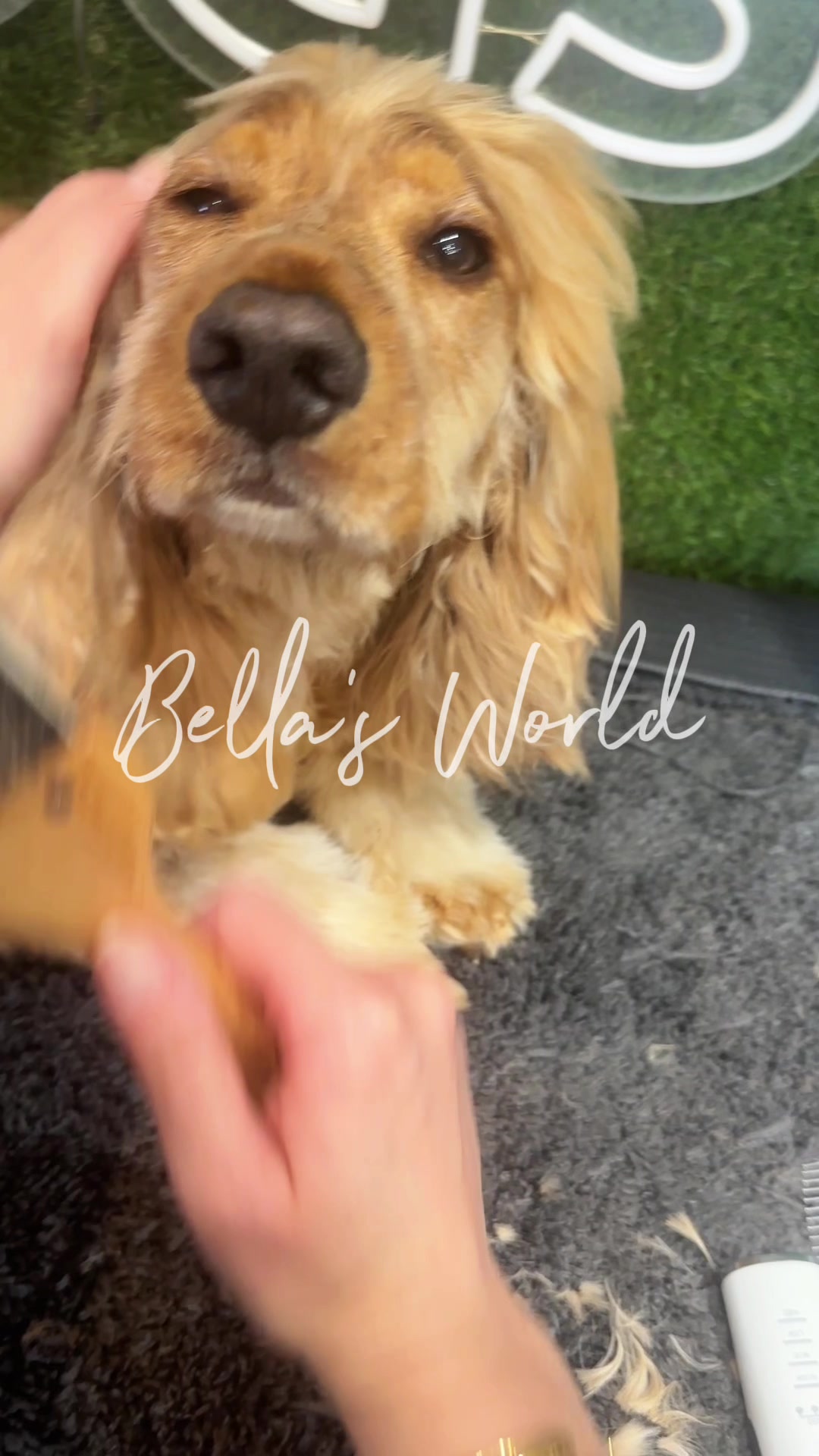 @DevenickDogs