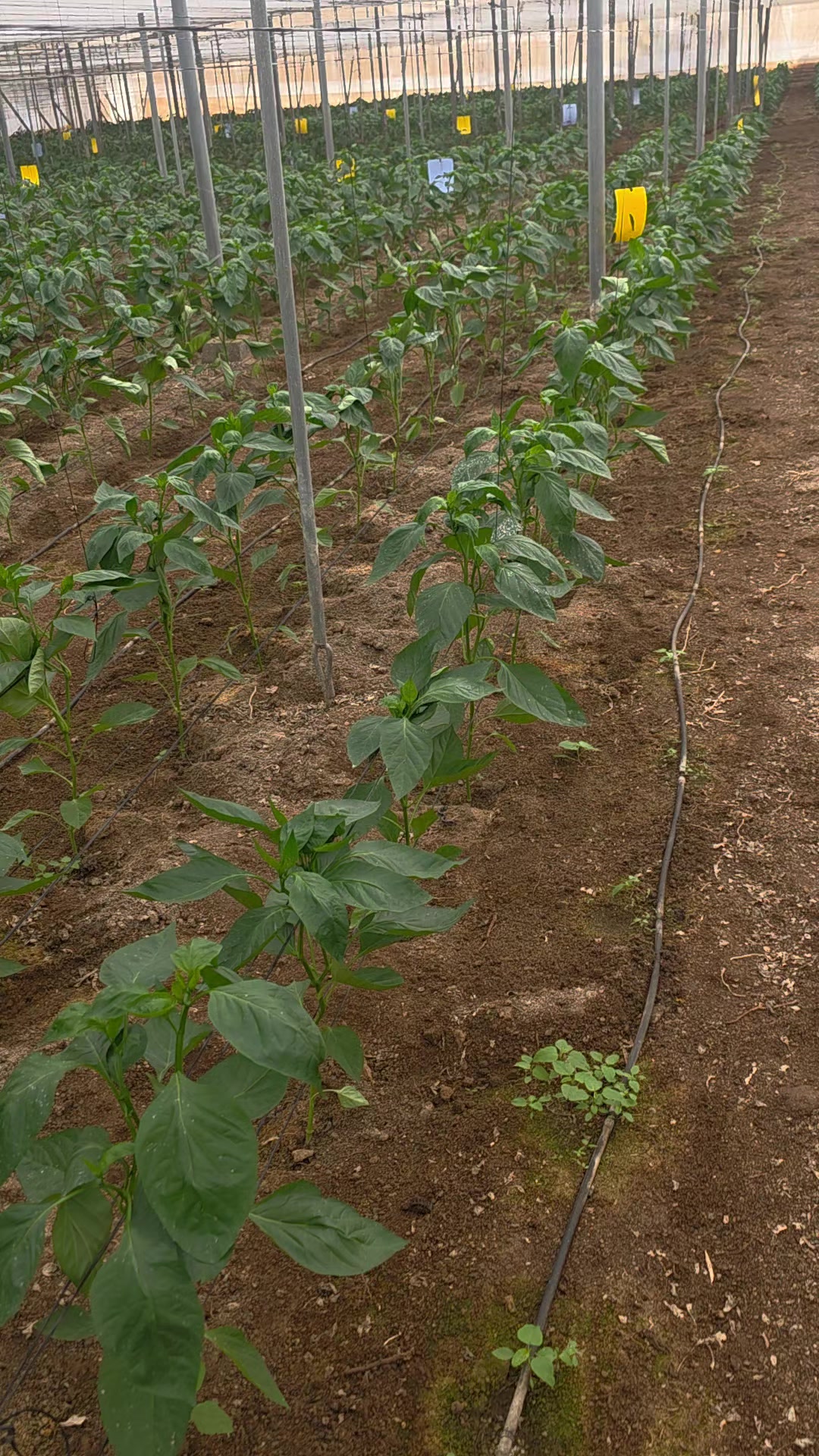 @El Extensionista del Agro