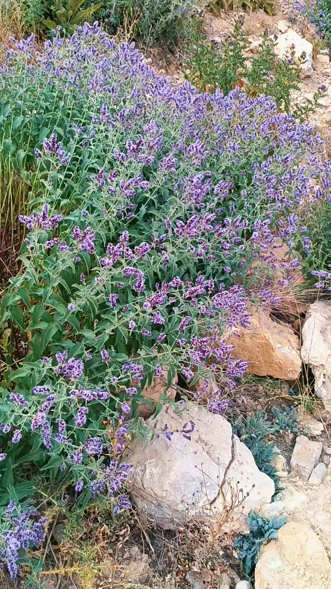 @DAĞCI.46