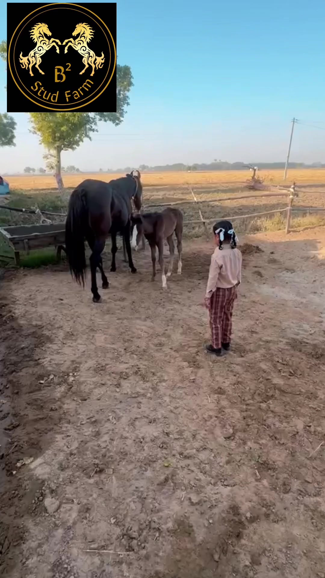 @B&sup2; Stud Farm🇮🇳🐎🇨🇦