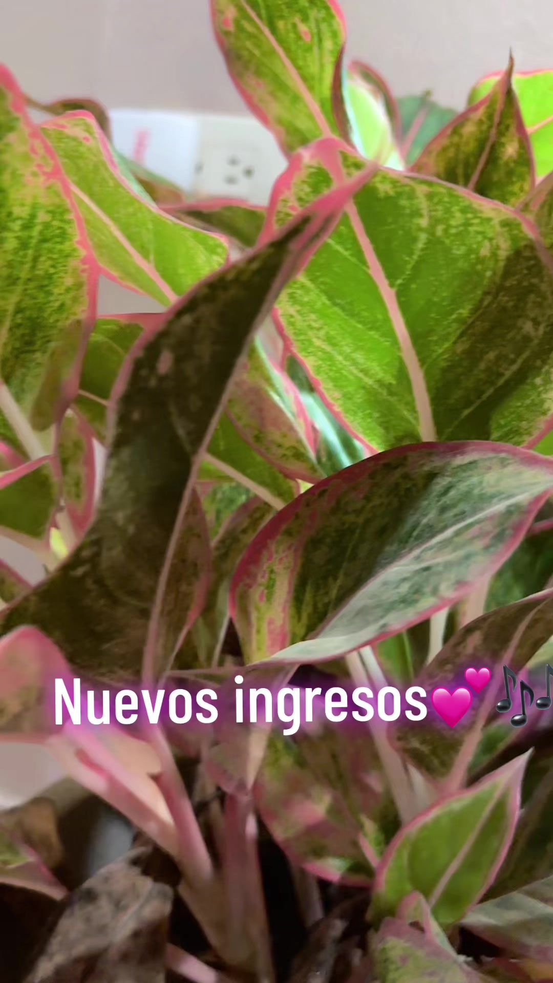 @garay_kiwi