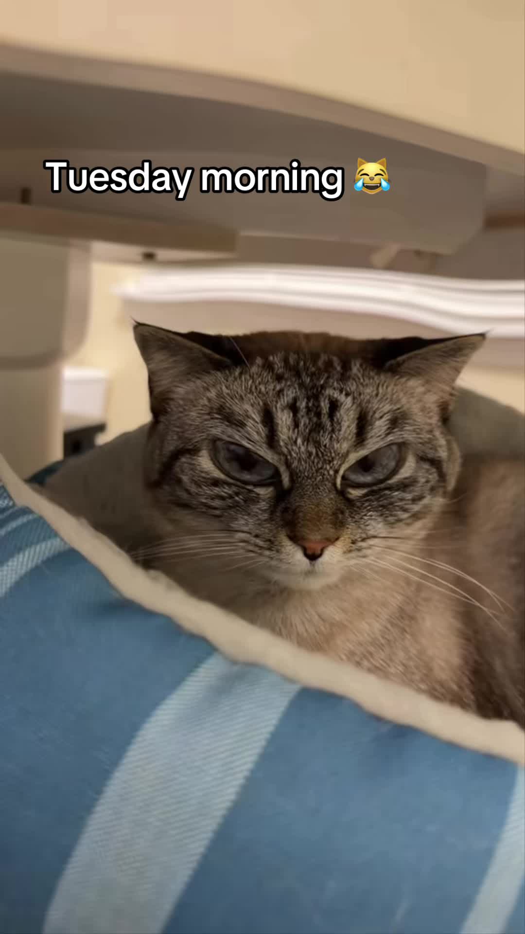 @Cat Lucy