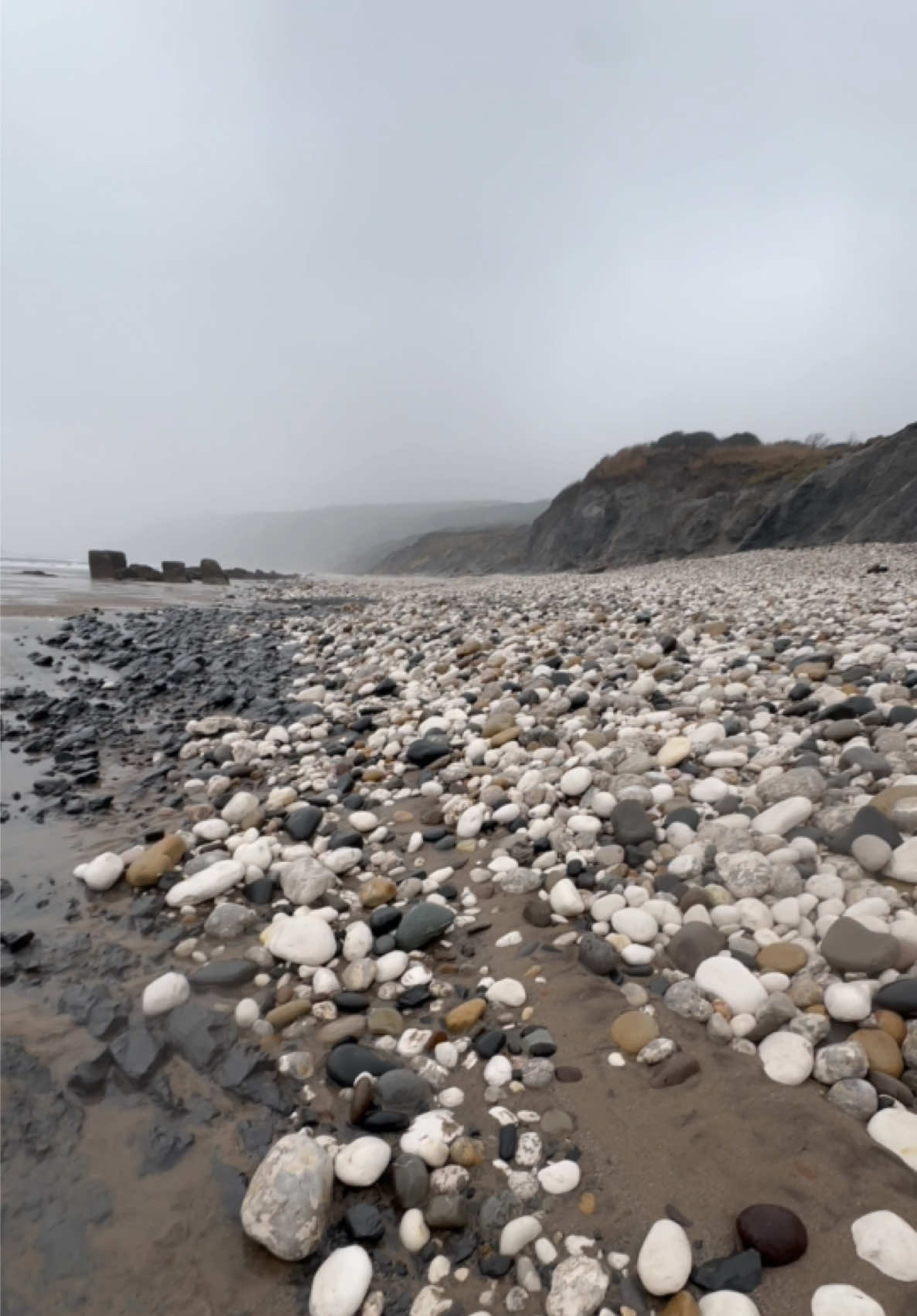 @yorkshire.fossils