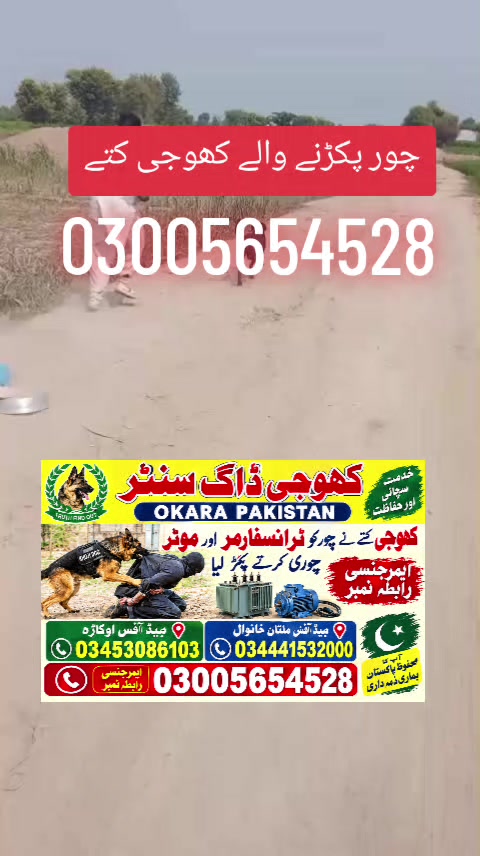 @khoji dog contact number