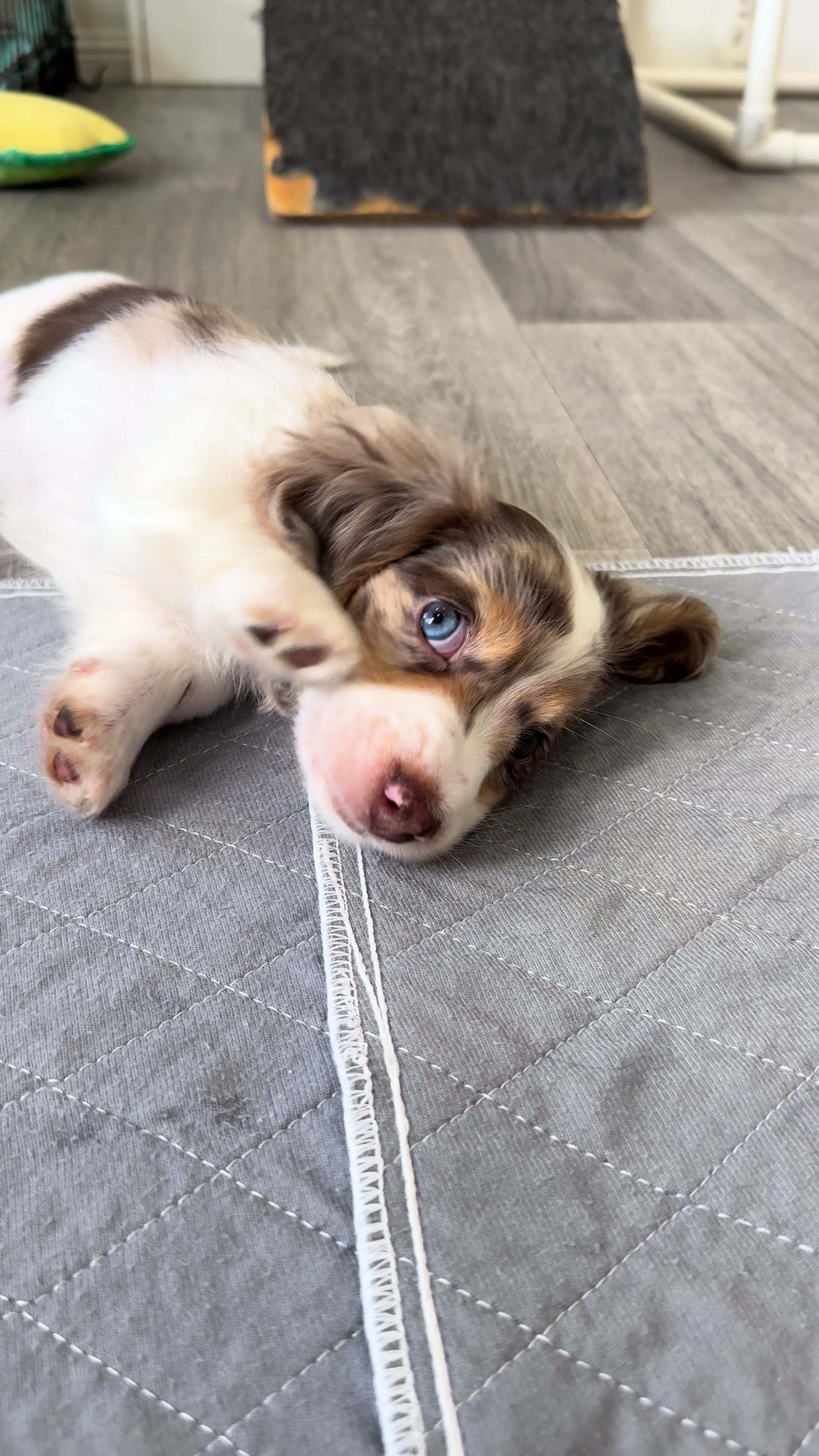 @Dachshund Dynasty