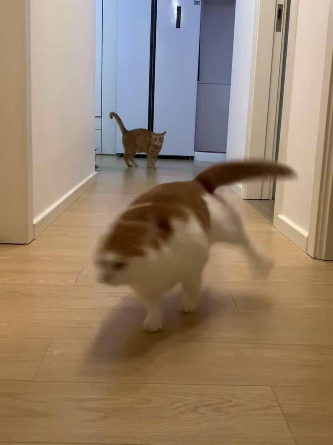 @Chonky World Of Cats
