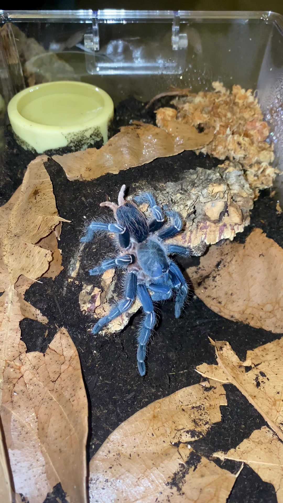 @vidaexotic_tarantulas
