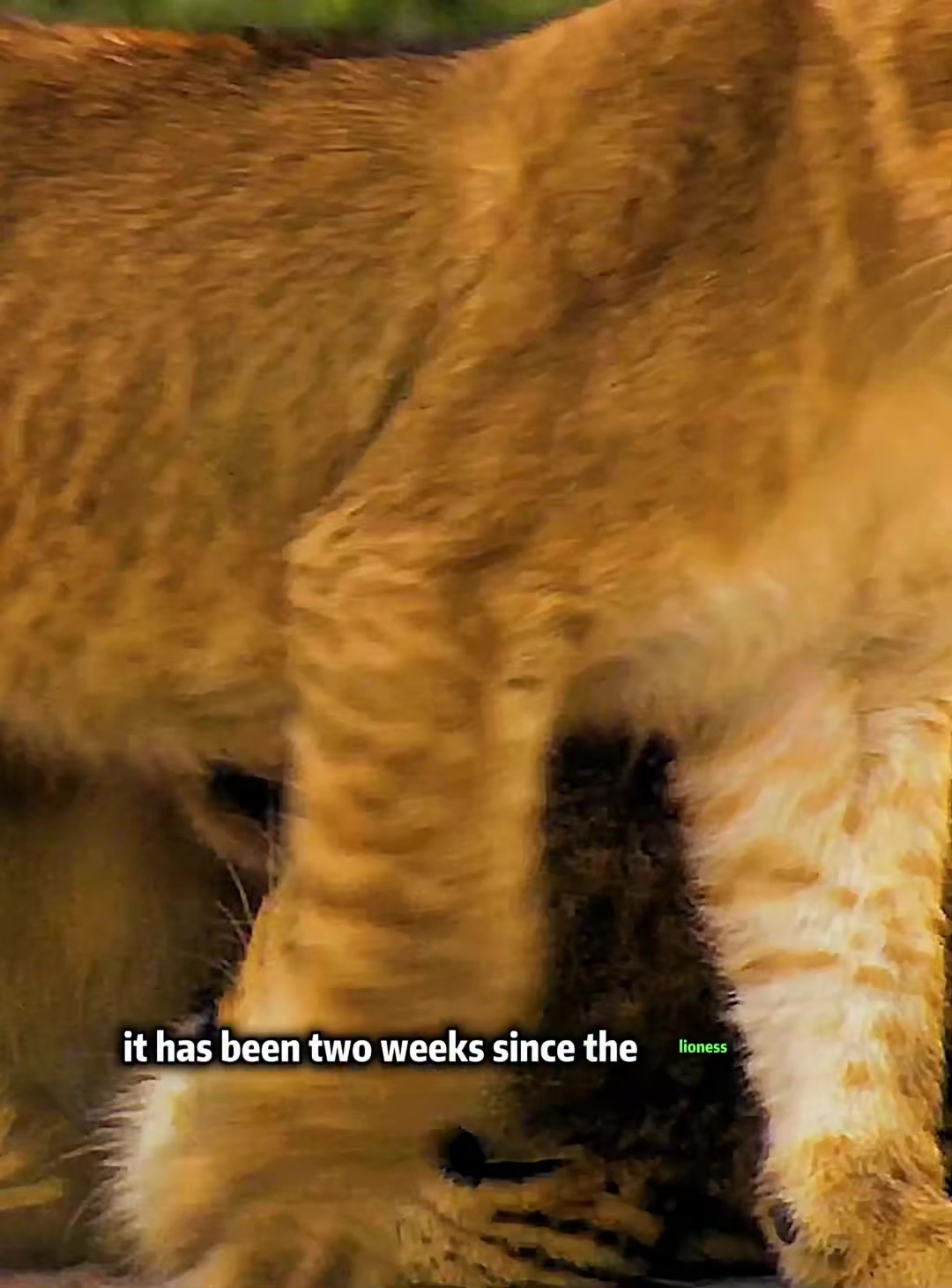@look animals