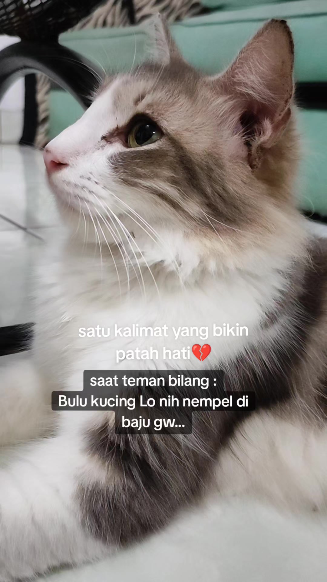 @cimba😺