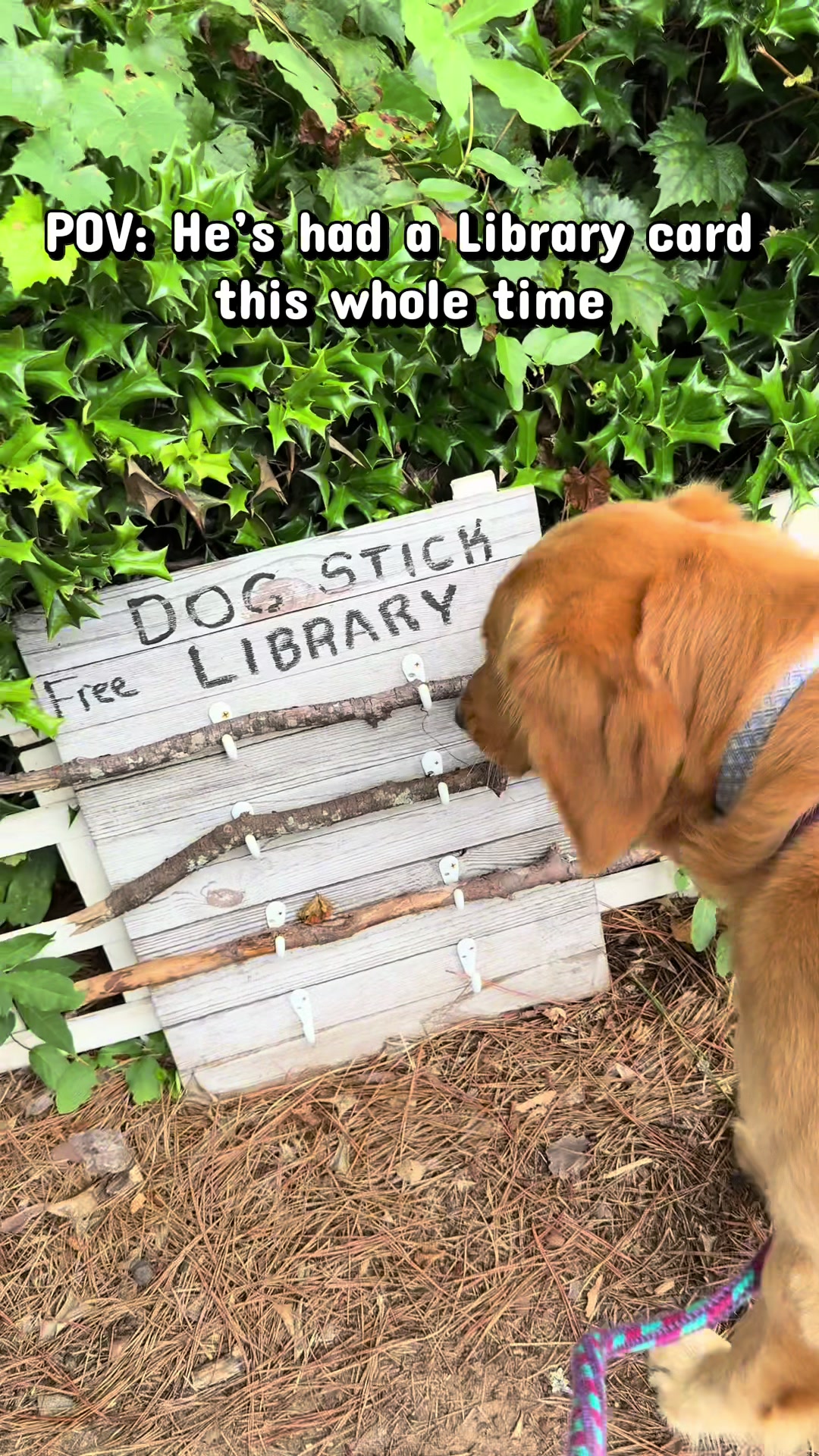 @Charlie the Golden