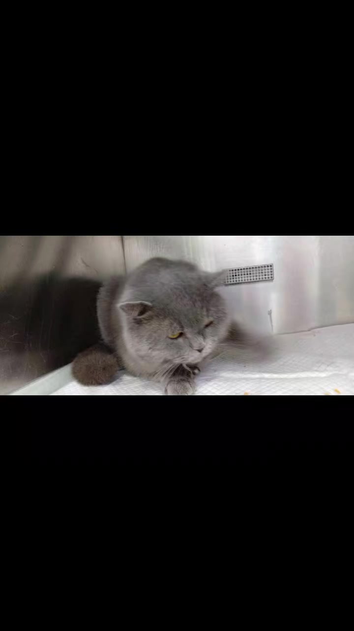 @VillagevVet LLC
