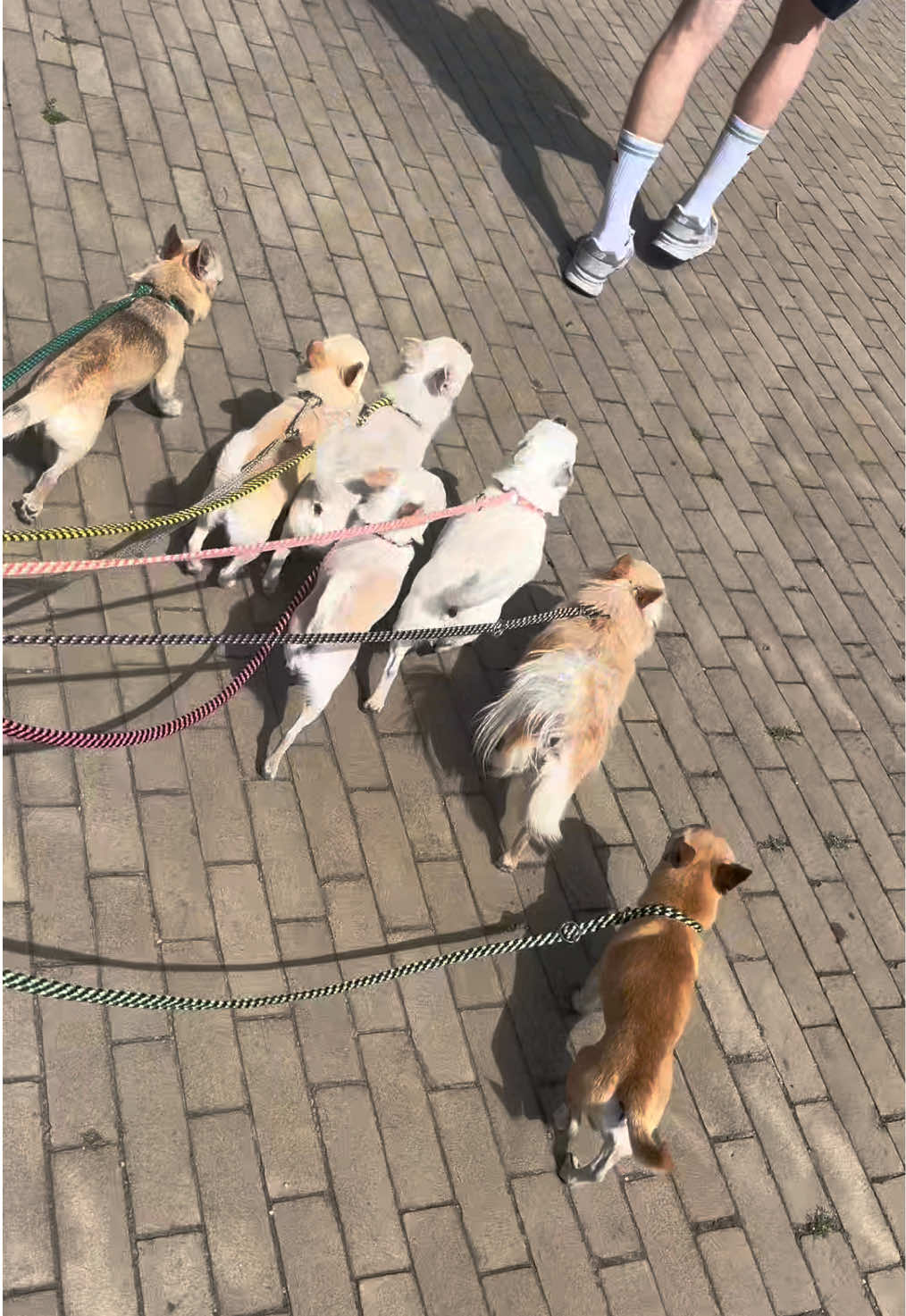@Danielle |(chihuahua)mama 🐕🩵