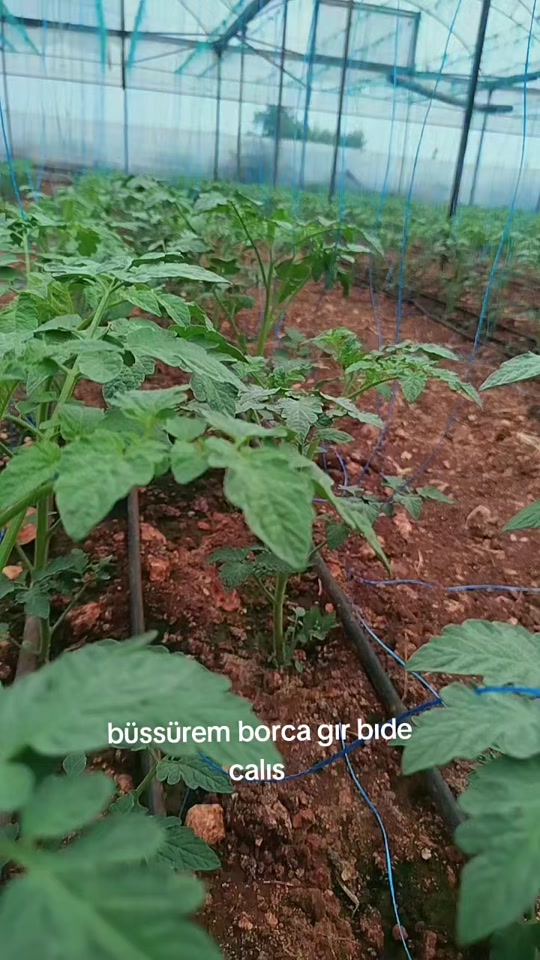 @havva gümüş