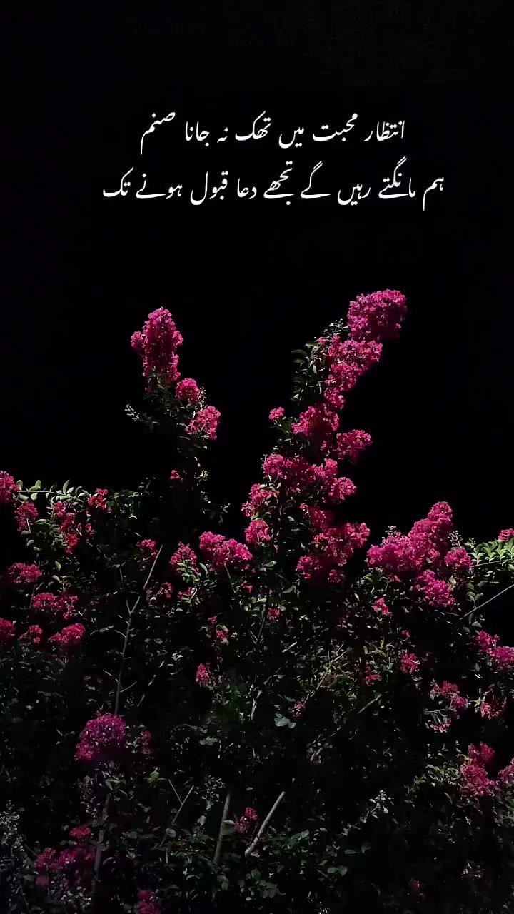 @Aesthetic Vibes