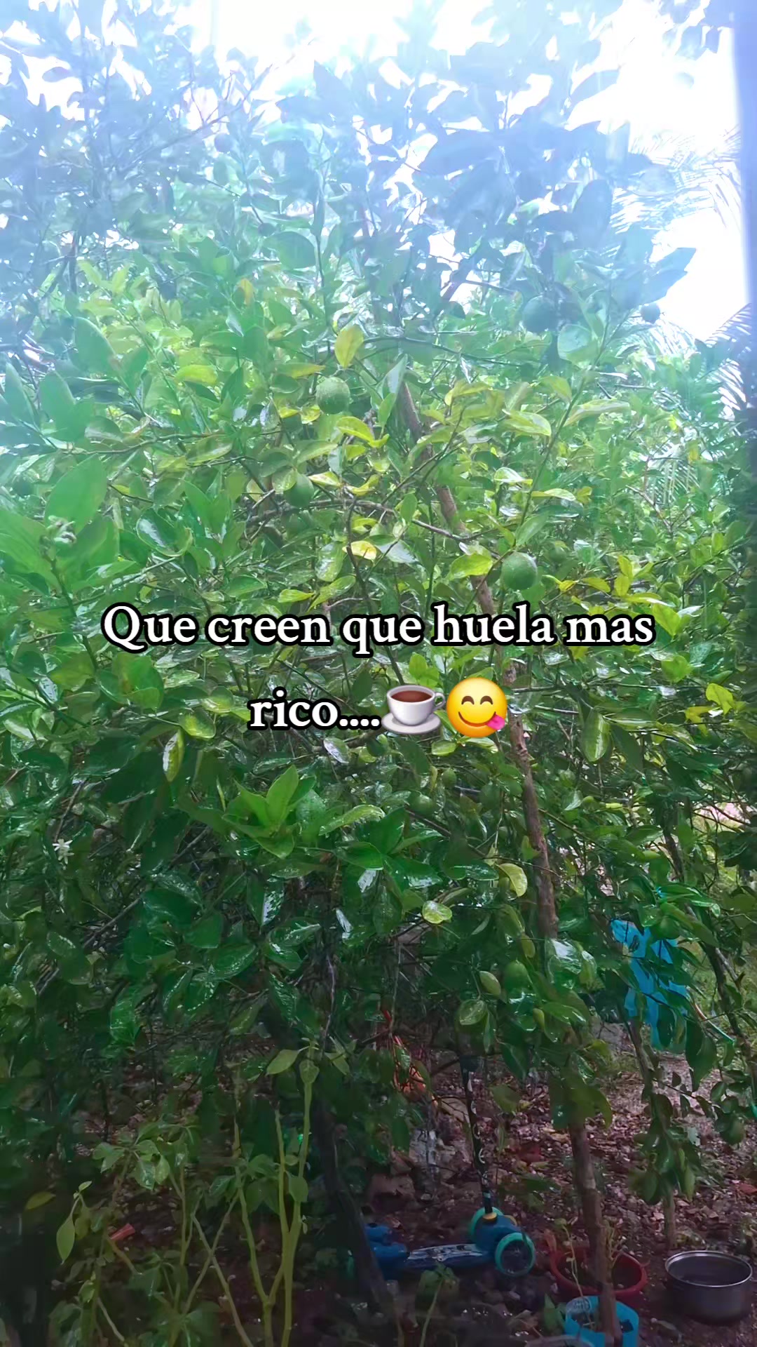 @♧《Ŕāqűěl》♧