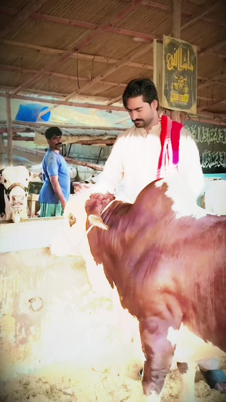 @MAJESTIC CATTLE & GOAT FARM