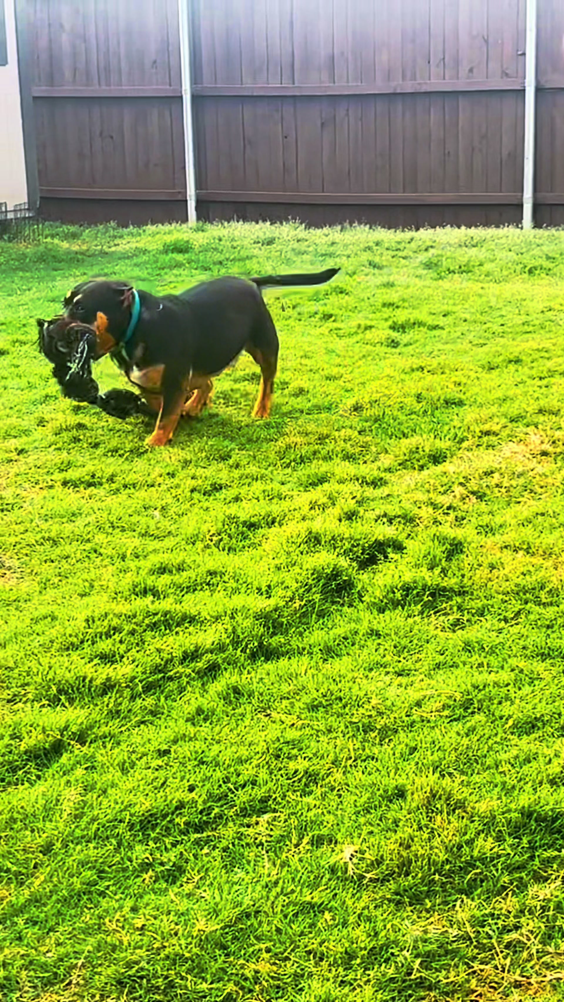 @Scooterzbullyz LLC