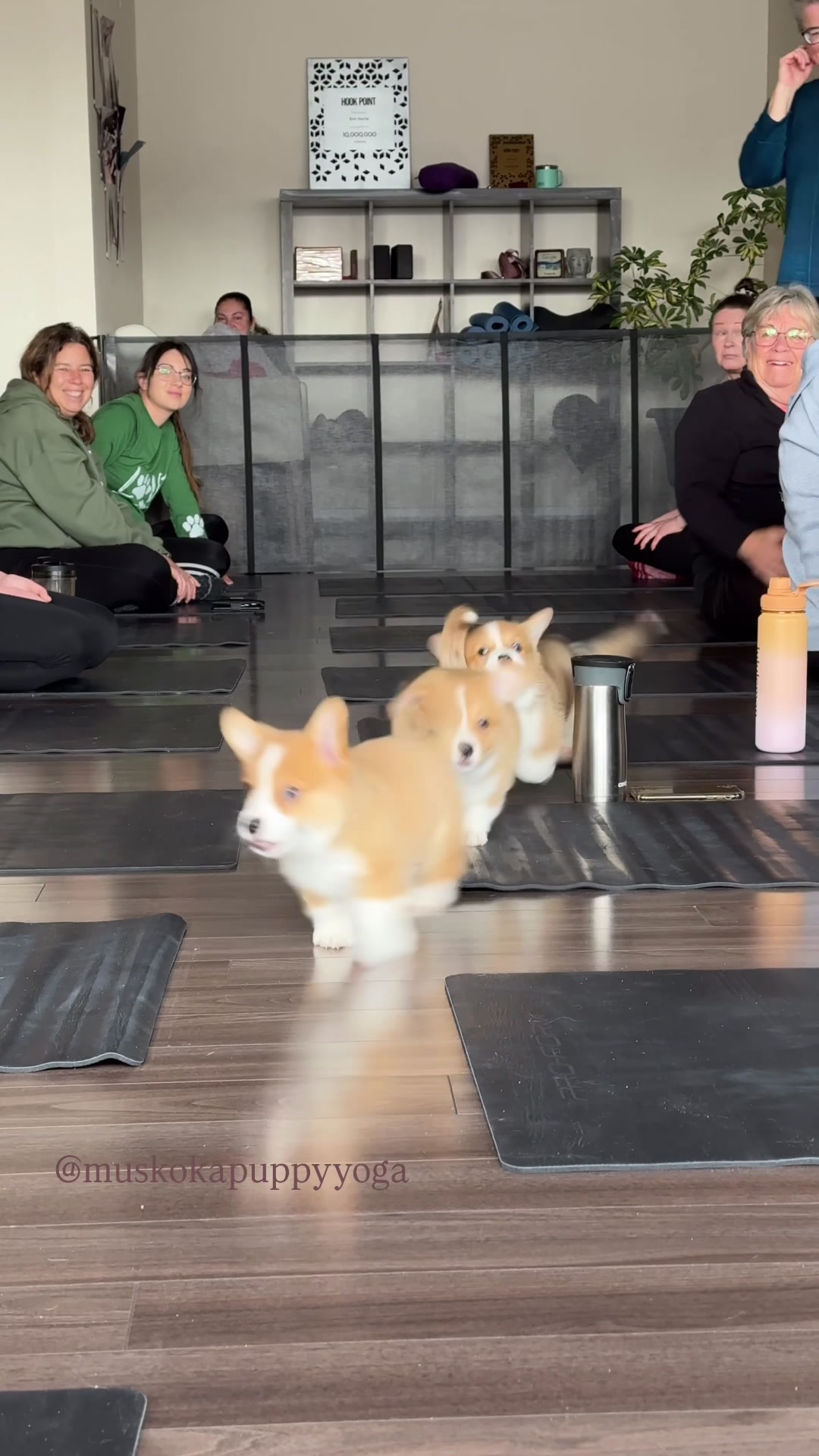 @Muskoka Puppy Yoga