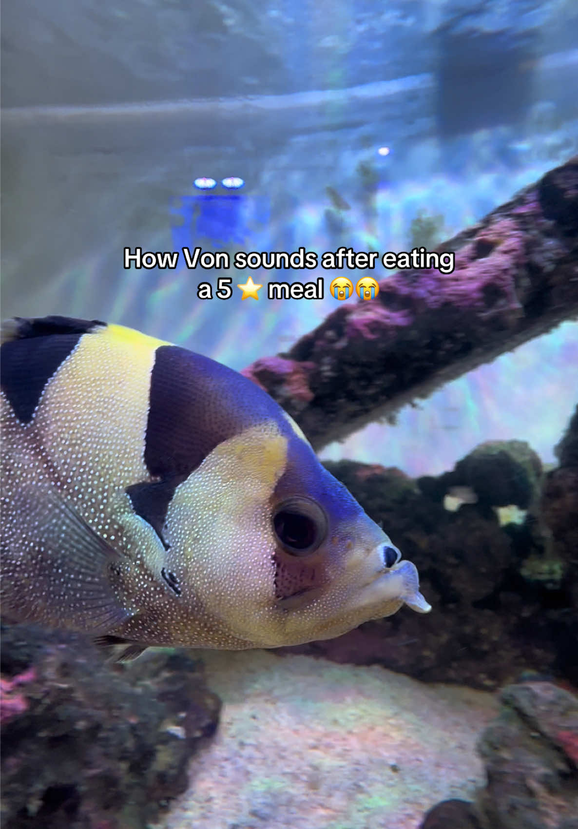 @ReefSync