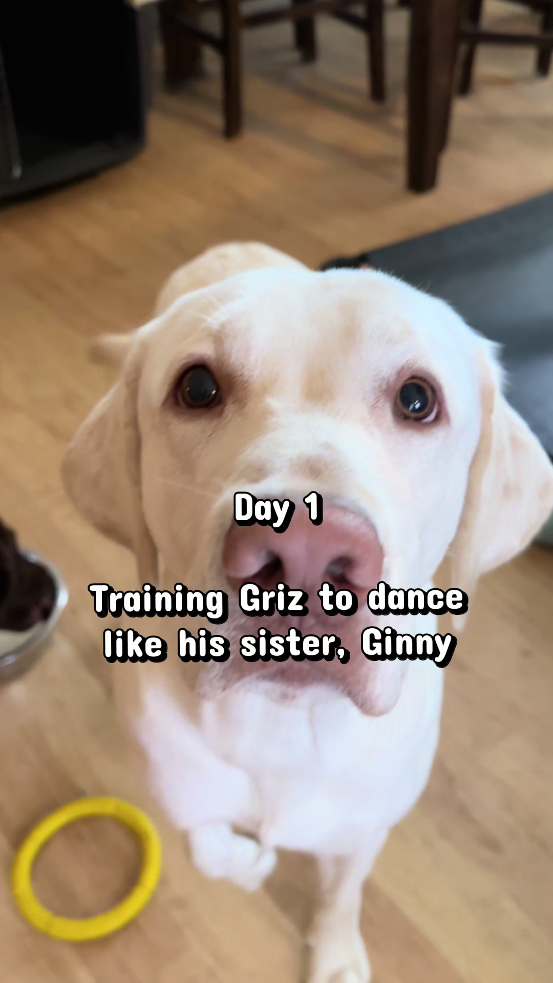 @AmandaT_CoolDog_Trainer 🫵🐶🆒