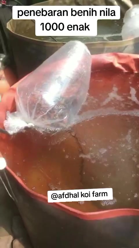 @afdhal koi farm
