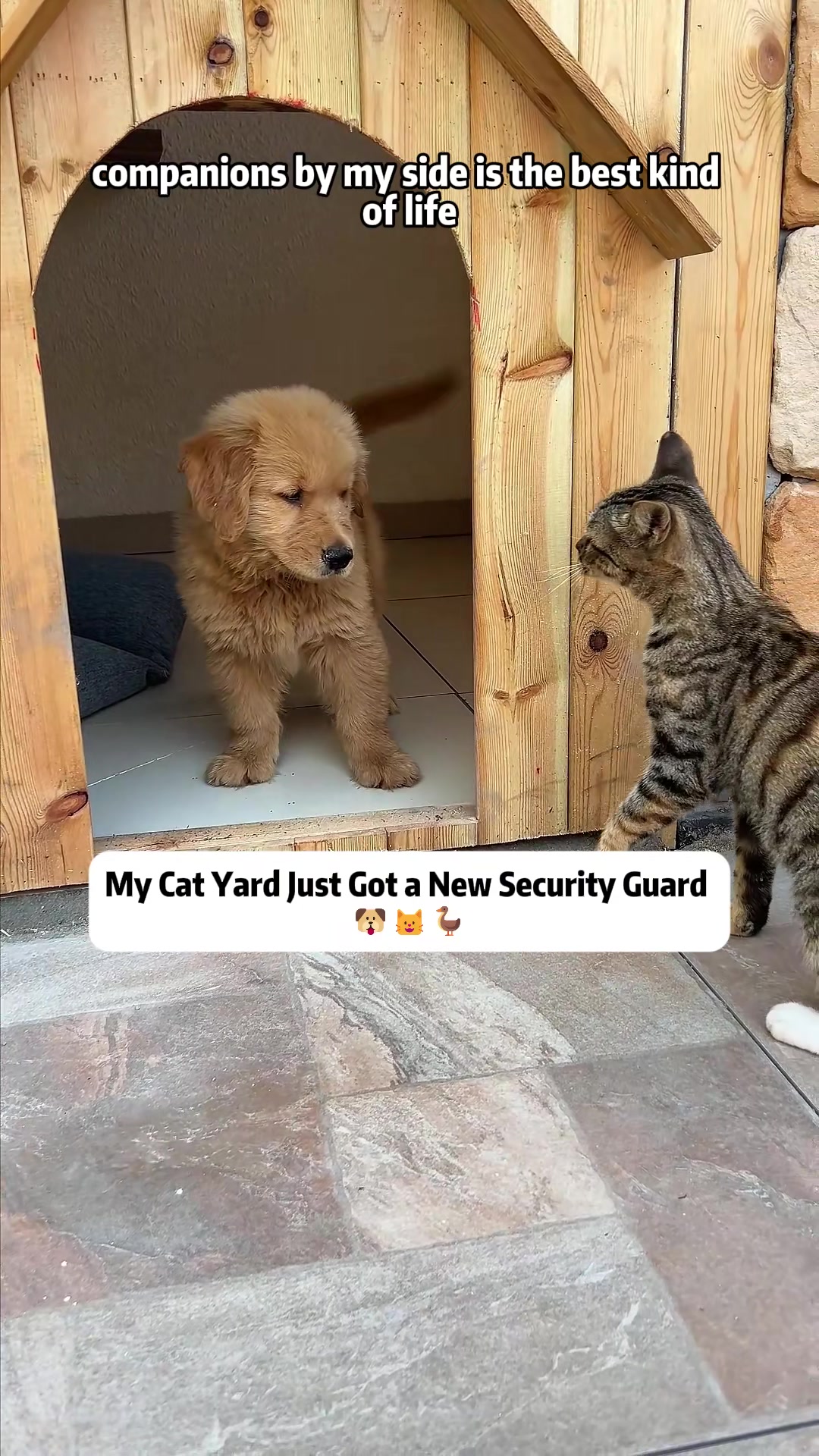 @Stray Cat Talkz