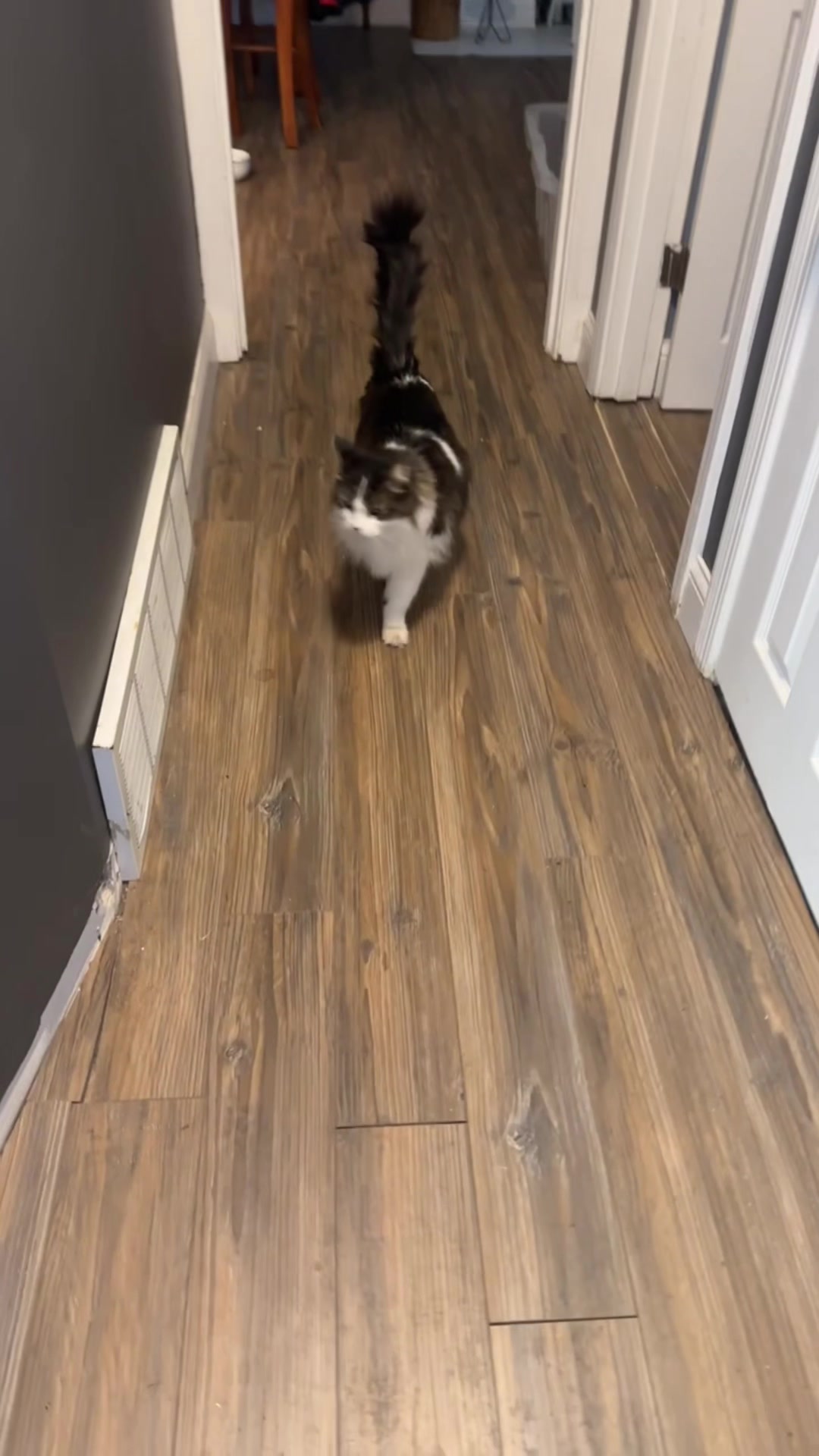 @three_meows_and_a_lady
