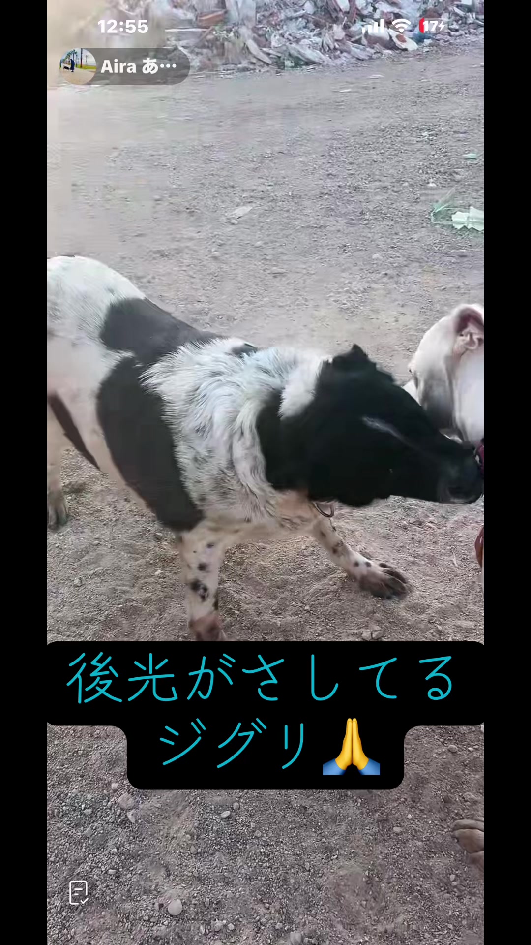 @ますごん７３８３