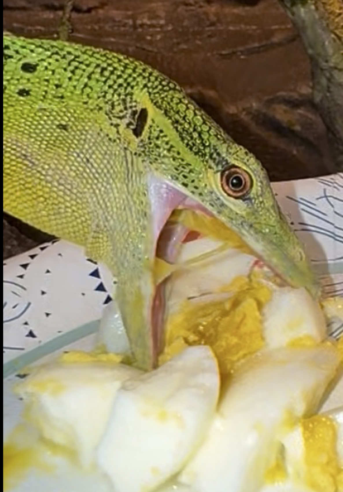 @Tommys_reptiles