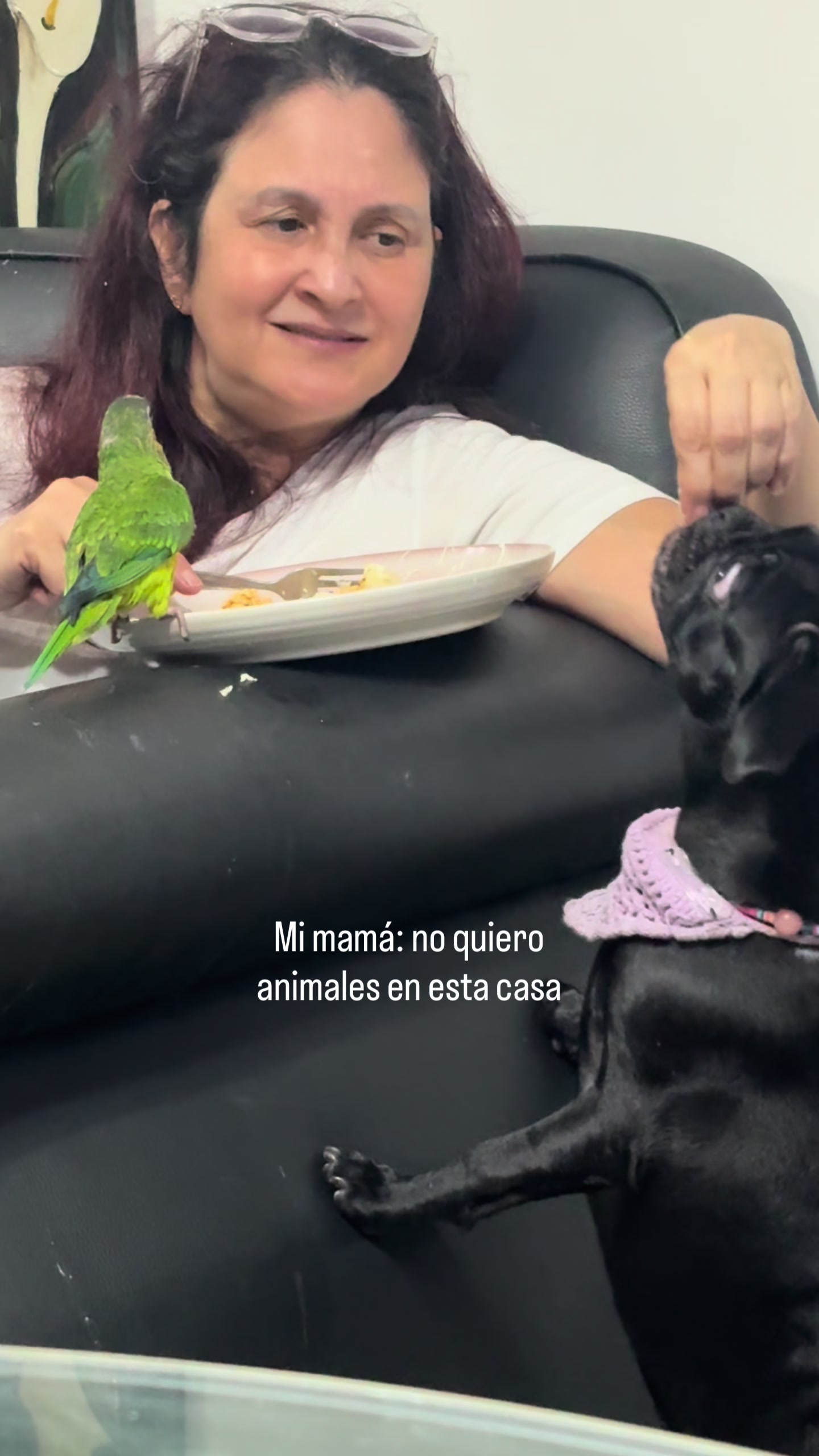 @BRUNNA PUG | PET LIFESTYLE 🐾