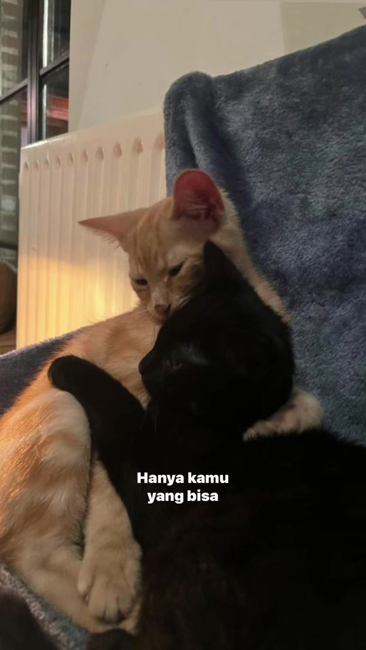 @^~^