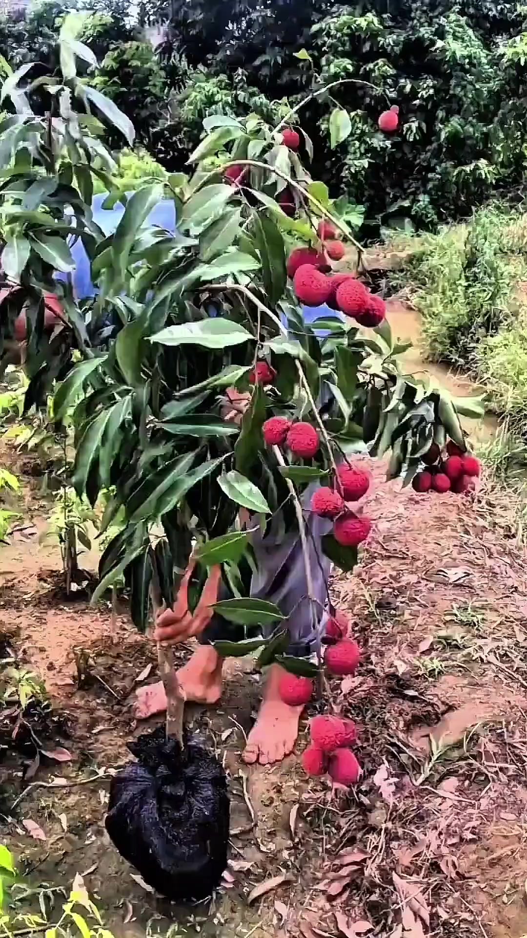 @cacaourell