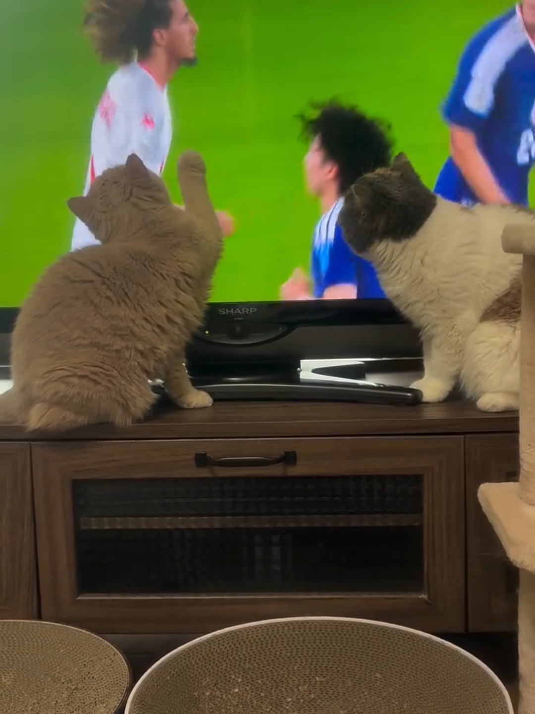 @Chonky World Of Cats