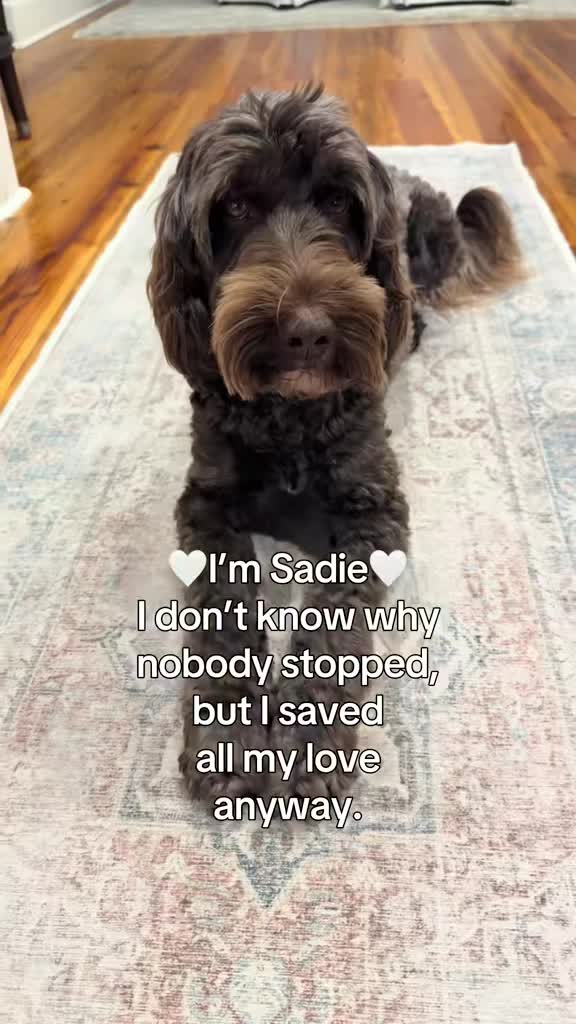 @Sadie the Doodle