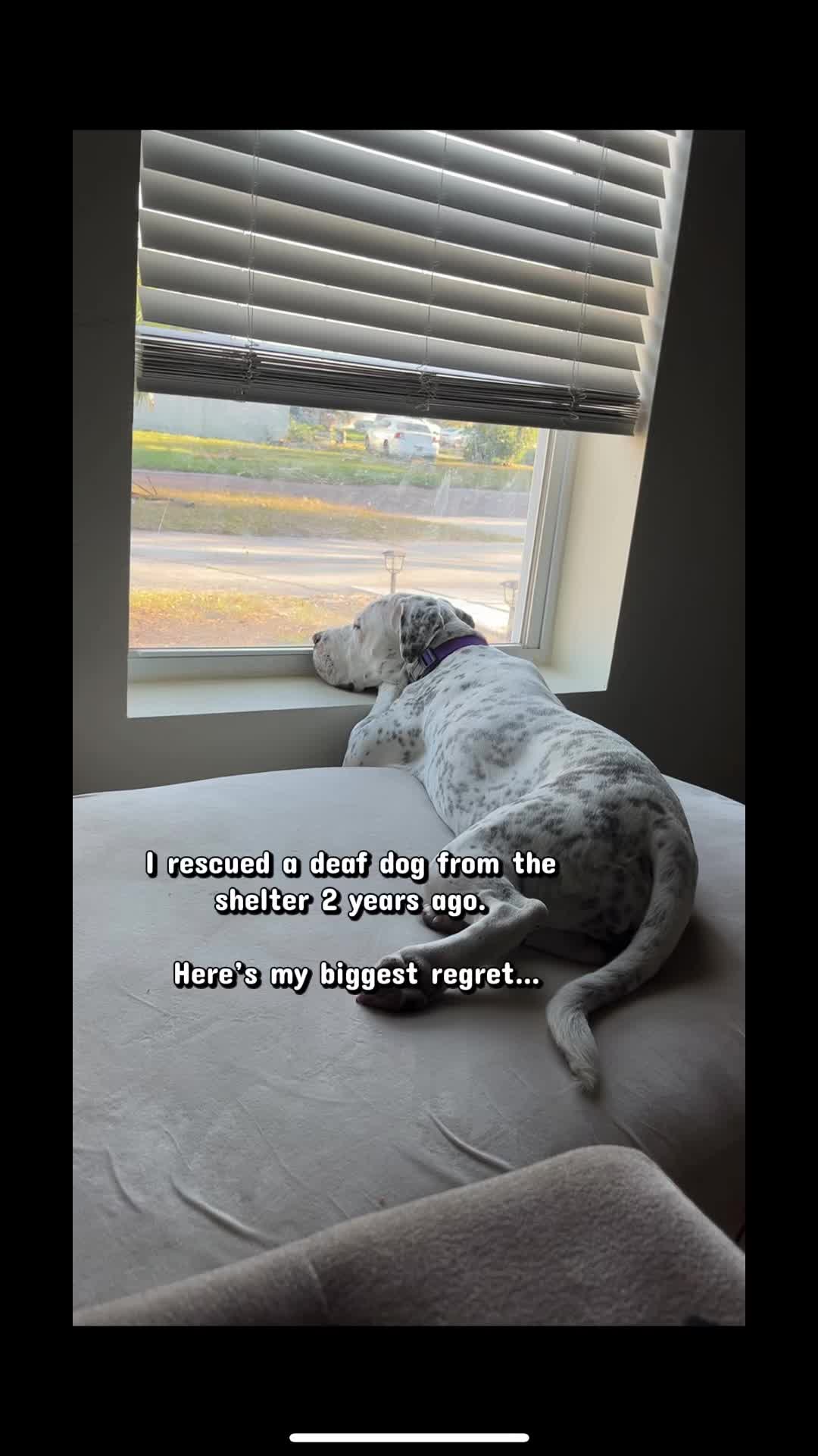 @StellatheDeafBulldane