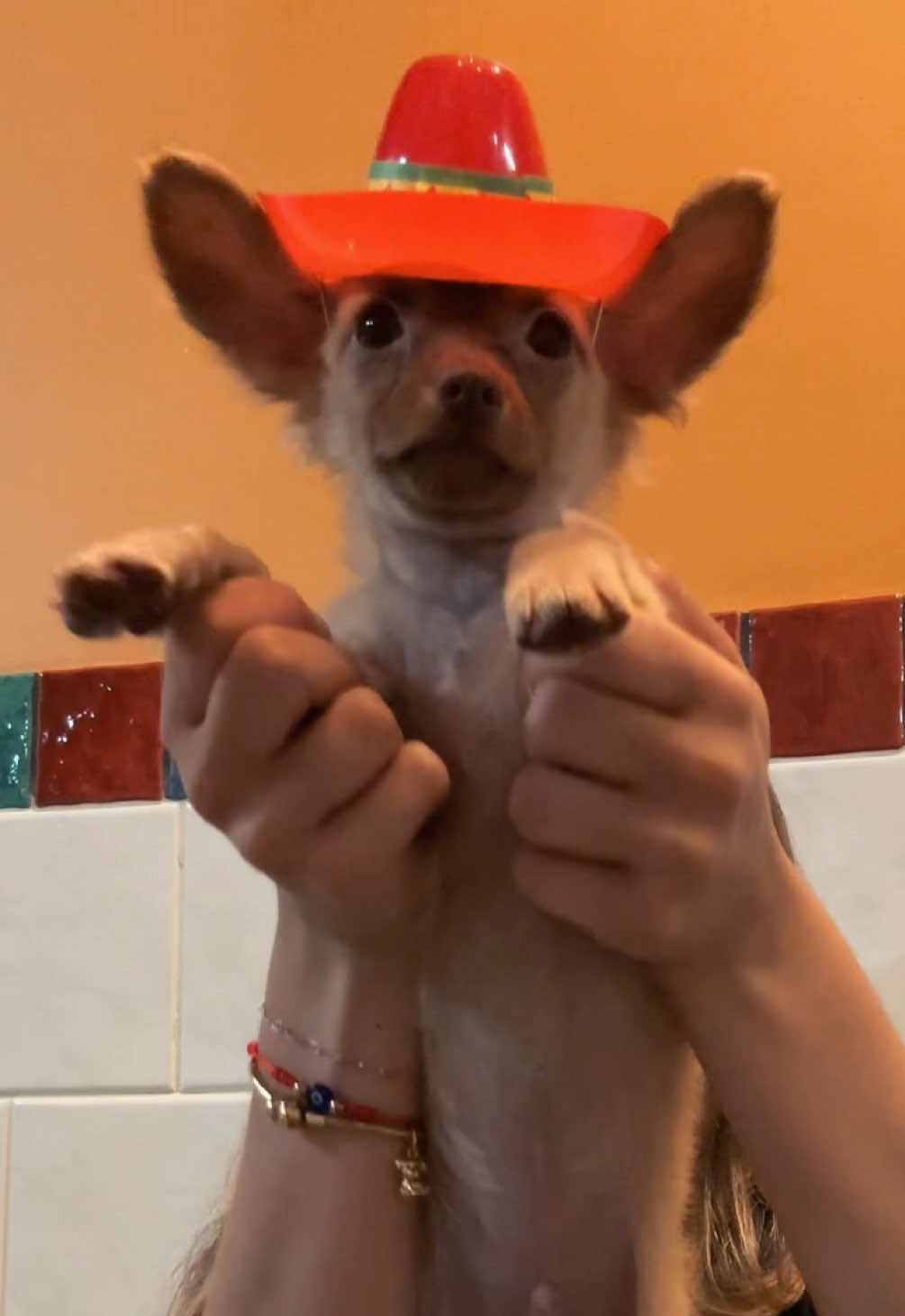 @All Pets Club