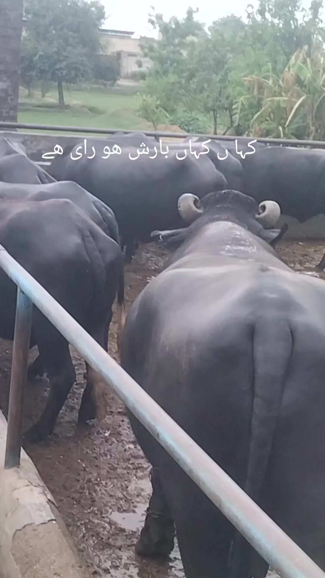 @Malik ijaz 669