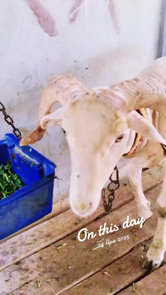 @Mustafa Goats